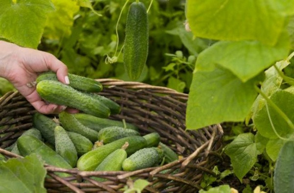 Удобрение для огурцов в открытом грунте народными средствами